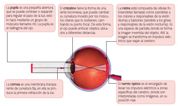 Ojo humano